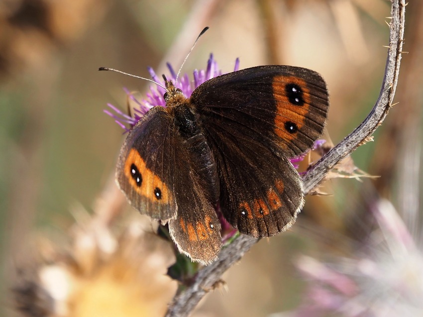 Erebia neoridas